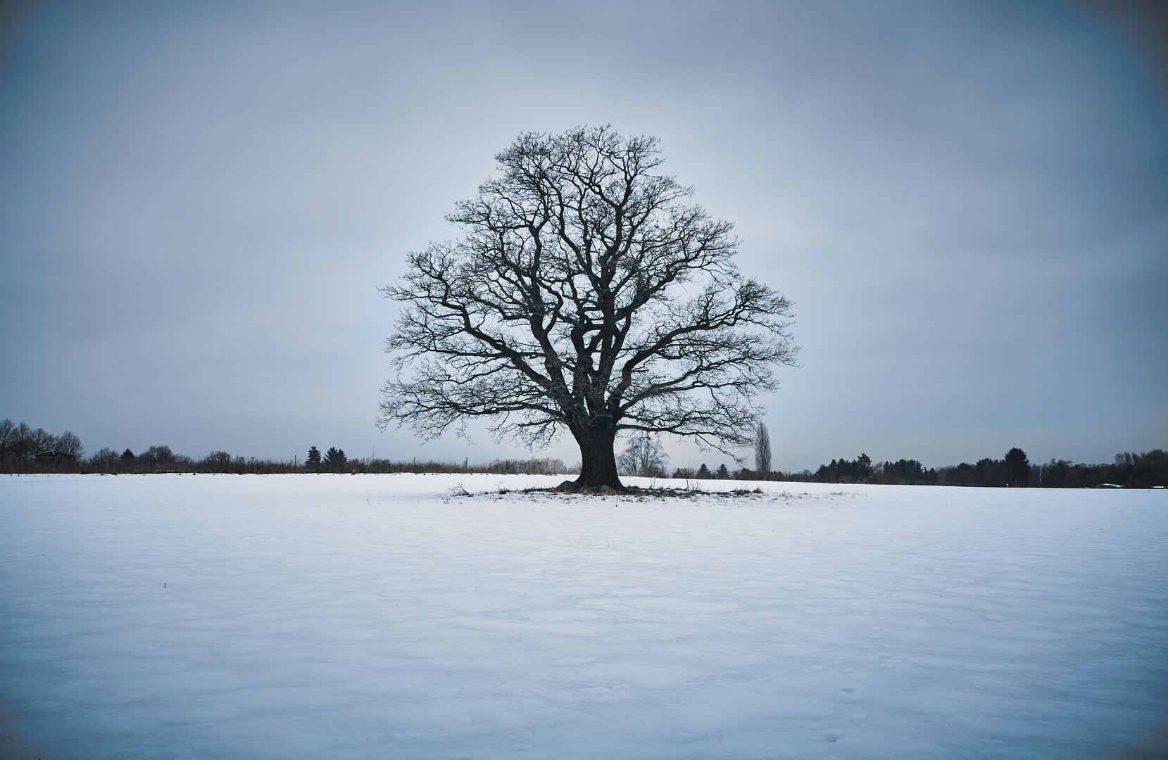 Baum Weißig bei Dresden