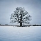 Baum Weißig bei Dresden