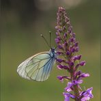 baum-weissling ( Aporia crataegi ) 01/14