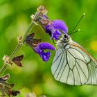 Baum-Weißling (Aporia crataegi)