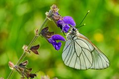 Baum-Weißling (Aporia crataegi)