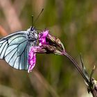 Baum-Weißling (Aporia crataegi)