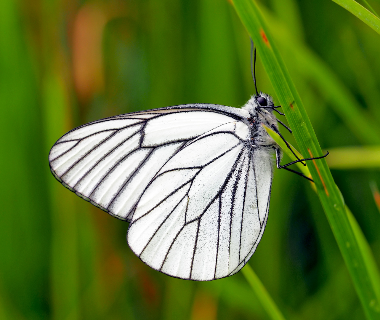 Baum-Weissling (Aporia crataegi)