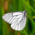 Baum-Weissling (Aporia crataegi)