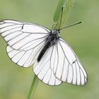 Baum-Weißling (Aporia crataegi)