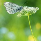 Baum-Weißling (Aporia crataegi)