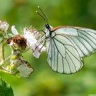 Baum-Weißling (Aporia crataegi)