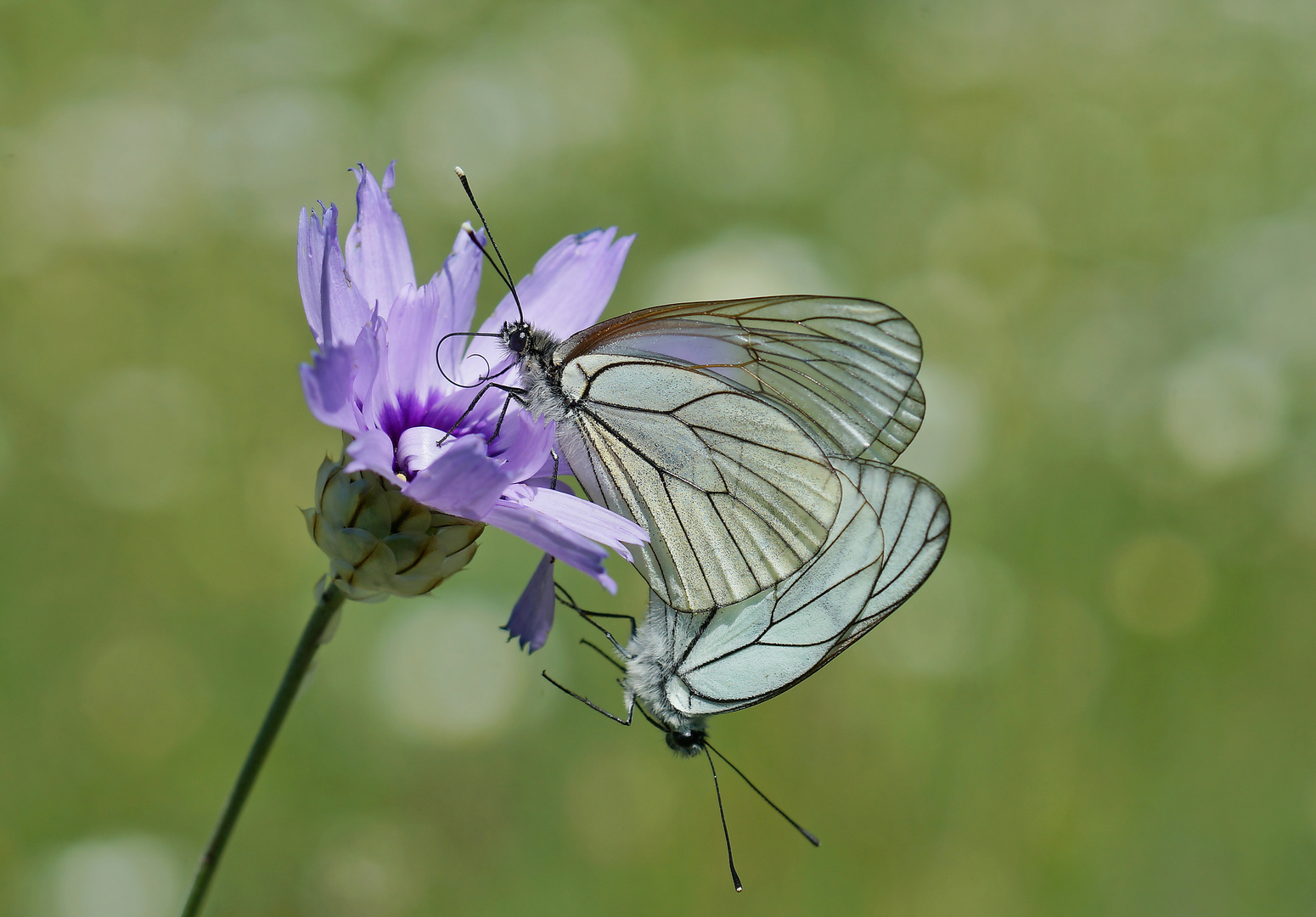 Baum-Weißling (Aporia crataegi)