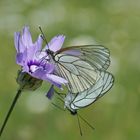 Baum-Weißling (Aporia crataegi)