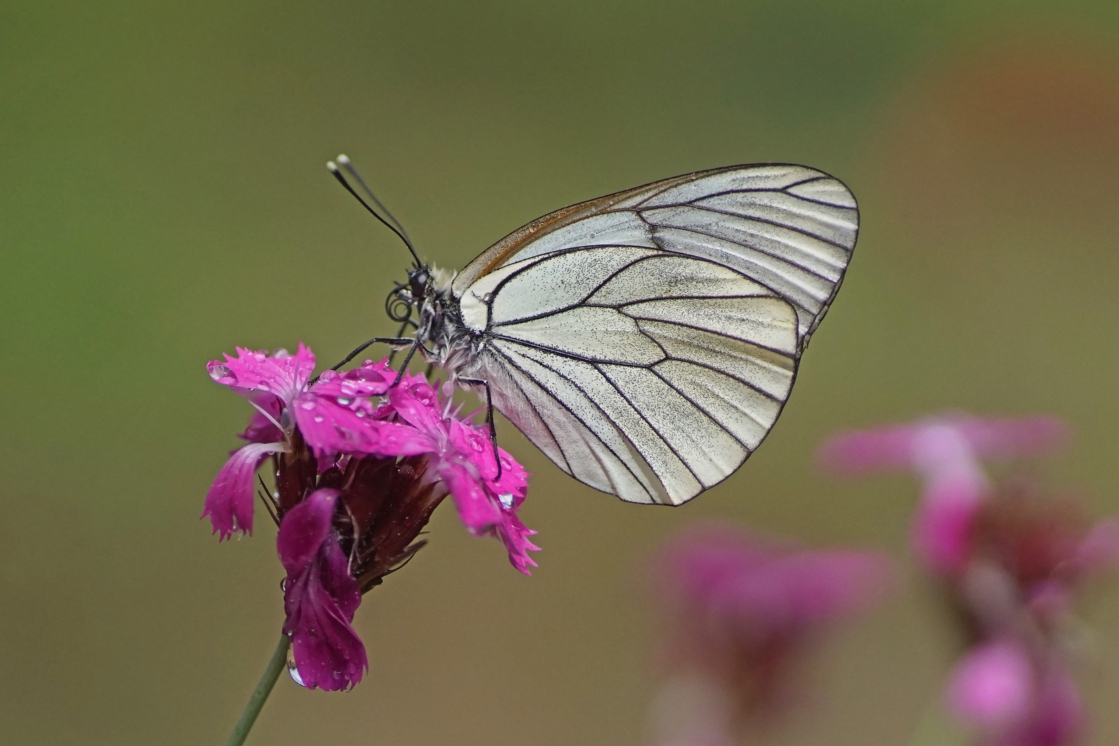 Baum-Weißling (Aporia crataegi)