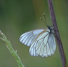 Baum-Weißling (Aporia crataegi)