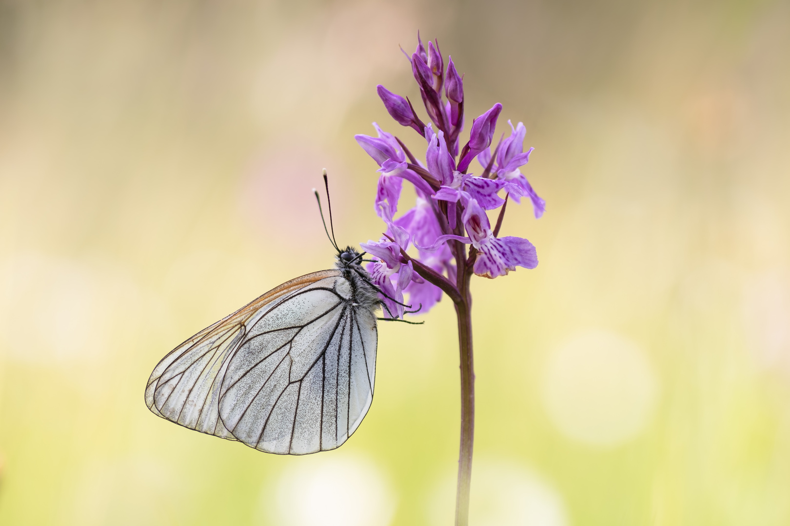 Baum-Weißling (Aporia crataegi)