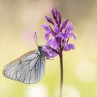 Baum-Weißling (Aporia crataegi)