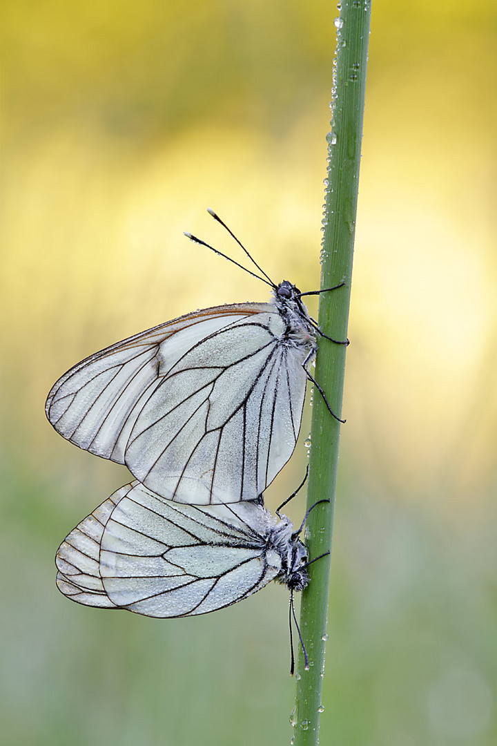 Baum-Weißling (Aporia crataegi)