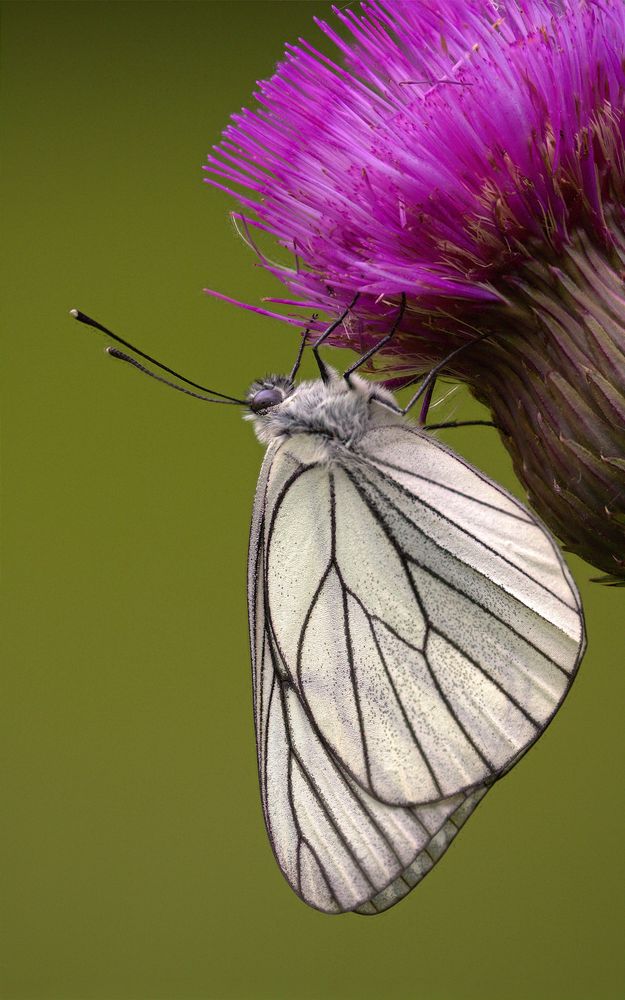 Baum-Weißling (Aporia crataegi)