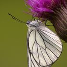 Baum-Weißling (Aporia crataegi)