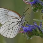 * Baum-Weißling (Aporia crataegi) *