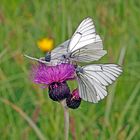 Baum-Weißlinge (Aporia crataegi)