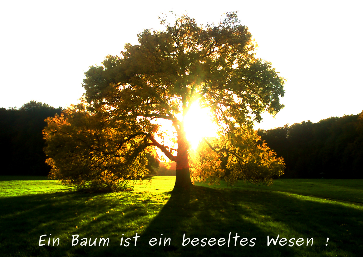 Baum - (Wesen) im Gegenlicht