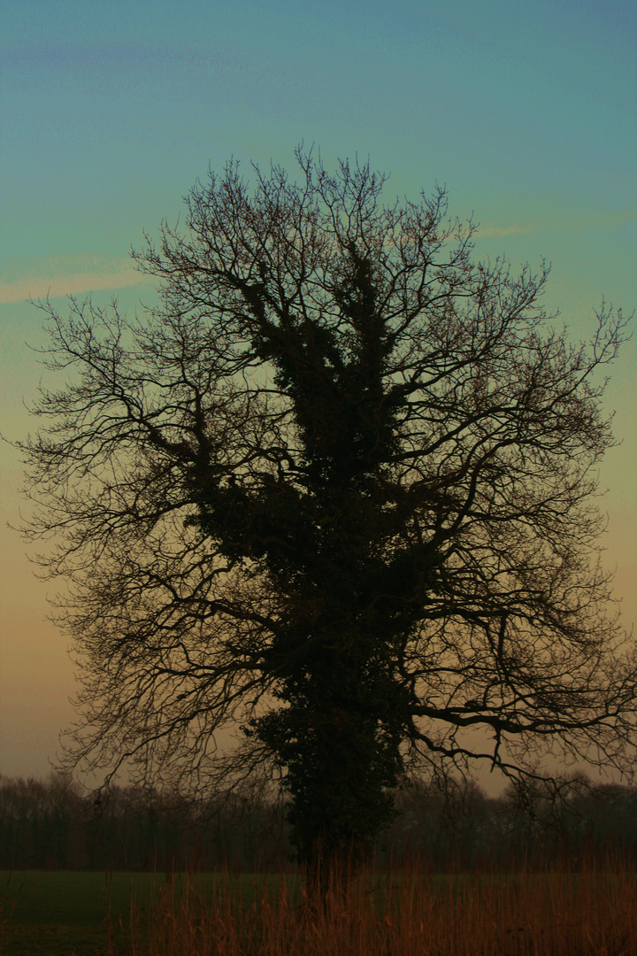 Baum, wie aus dem Bilderbuch