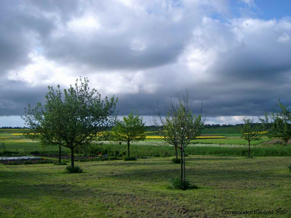 Baum-Wiese im Wandel der Jahreszeiten 6