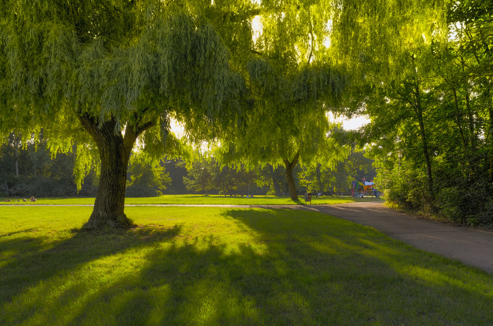 Baum, Wiese und Farben