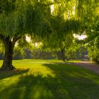 Baum, Wiese und Farben