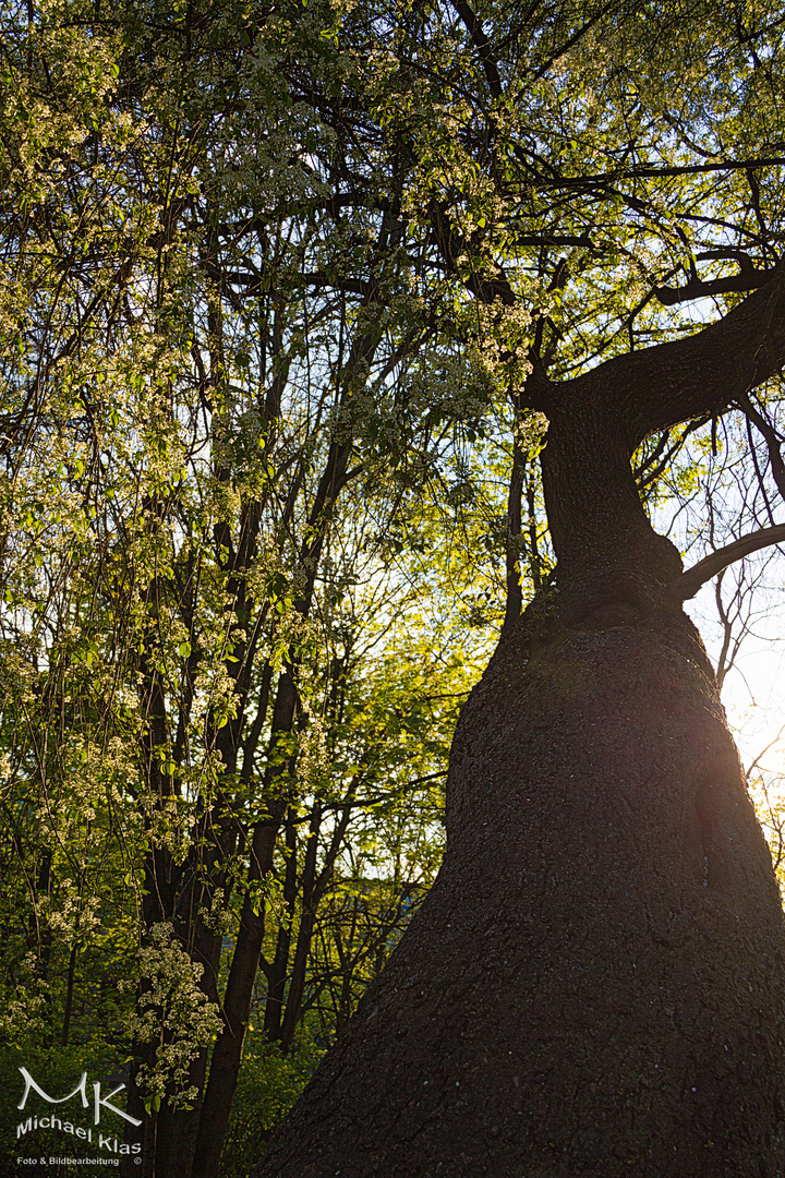 Baum - windschief