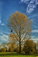 Baum + Wolke