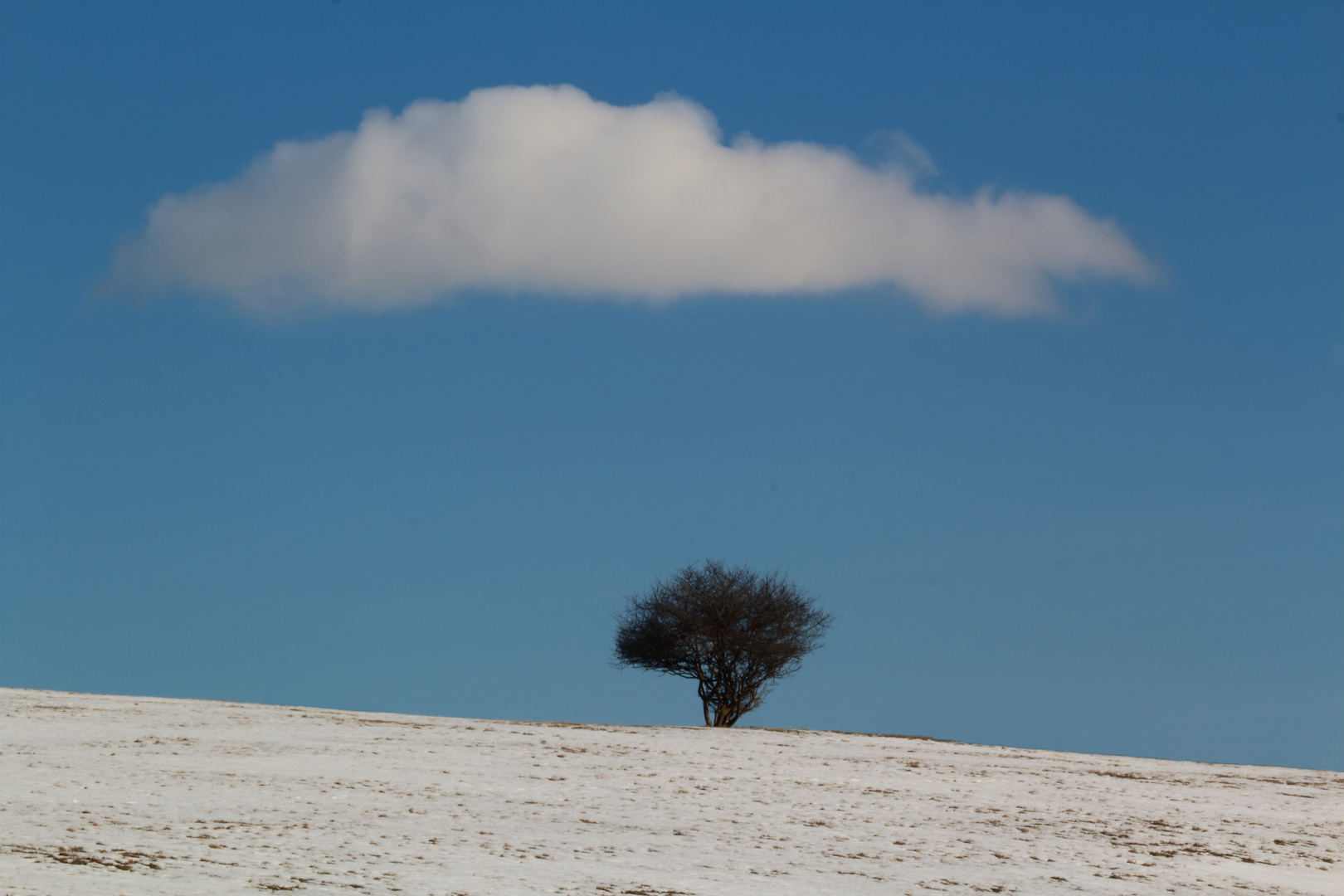 Baum Wolke