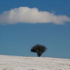 Baum Wolke