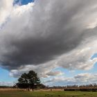 Baum + Wolke  Pano aus 11 RAW (auto)