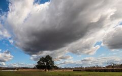 Baum + Wolke  Pano aus 11 RAW (auto)