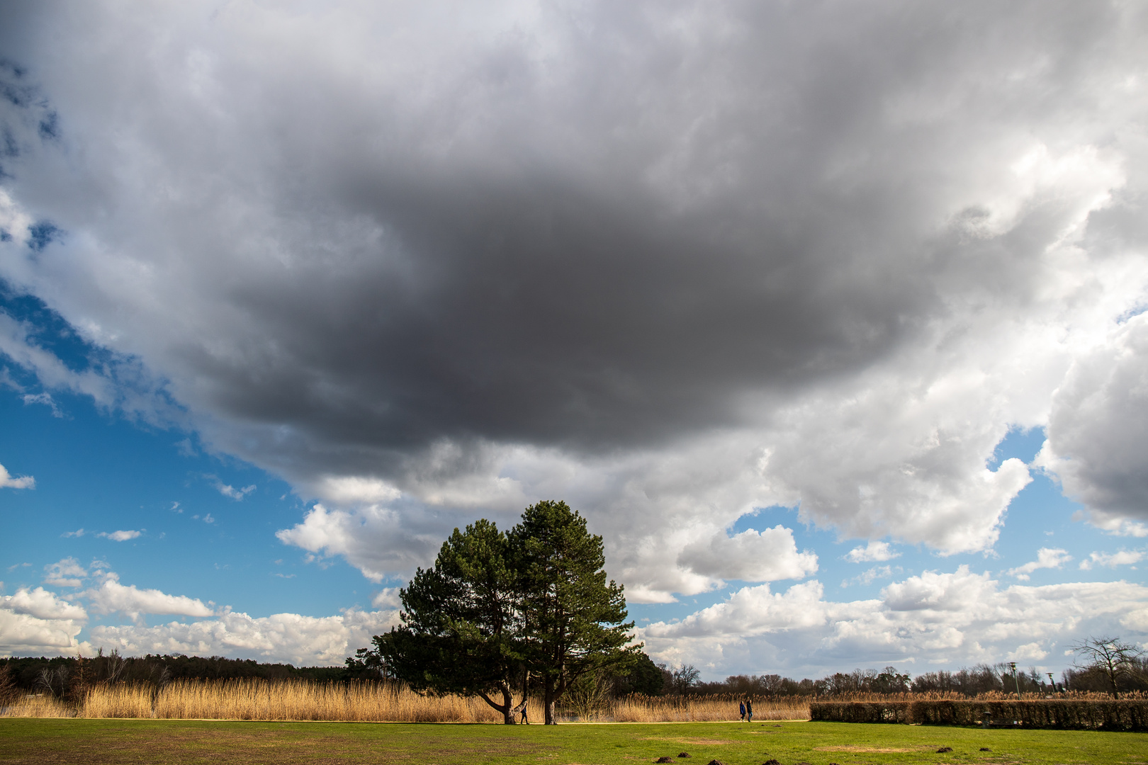 Baum + Wolke  single RAW 