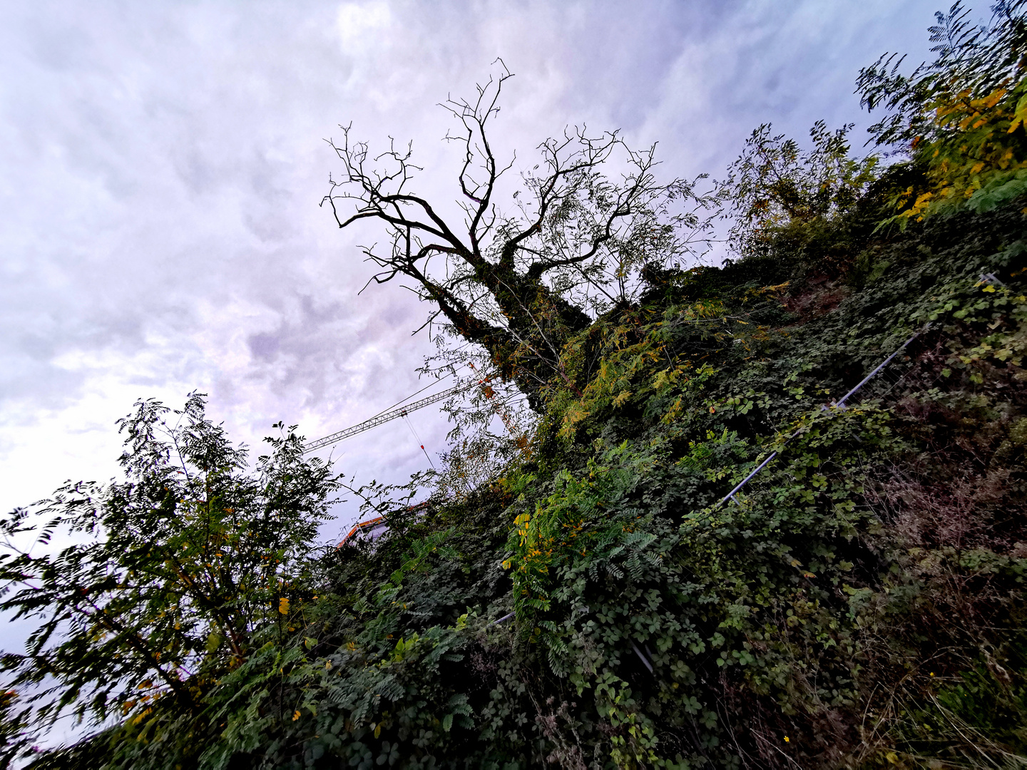 Baum Wunderlich Grüngrau p30-32-col +3Baumfotos