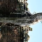 Baum wurzelt auf Mauer