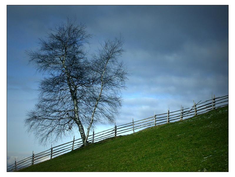 Baum - Zaun - Wiese - Himmel von Beatrix Morandell