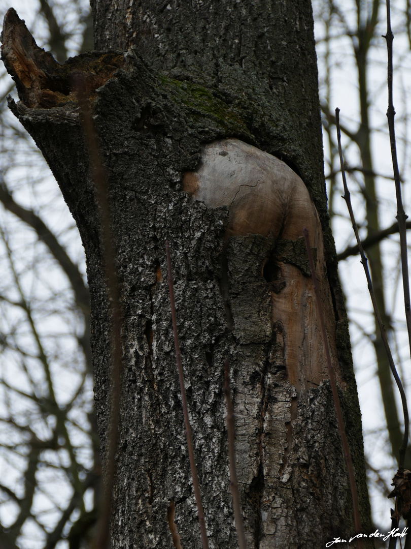 Baum zeigt den Popo