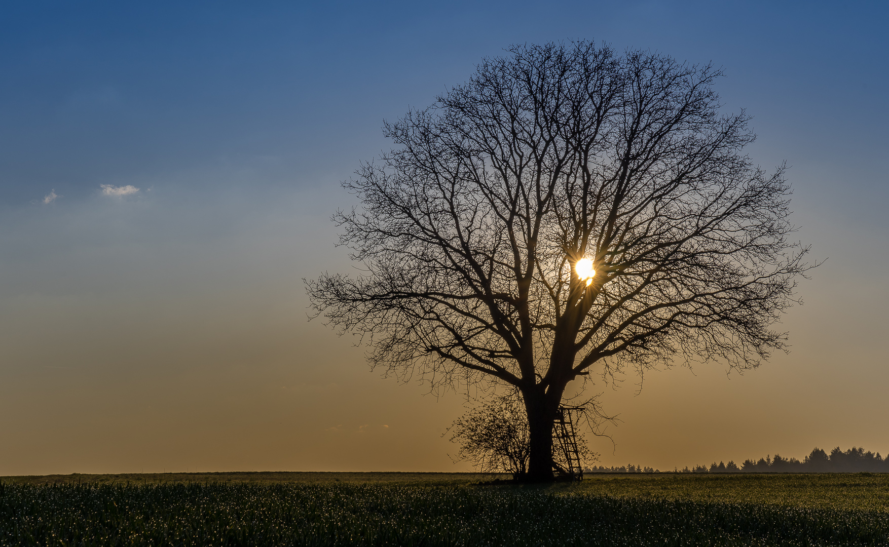 Baum zerteilt Sonne