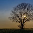 Baum zerteilt Sonne