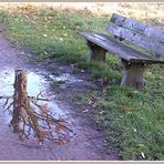 Baum zu Gast bei der Bank