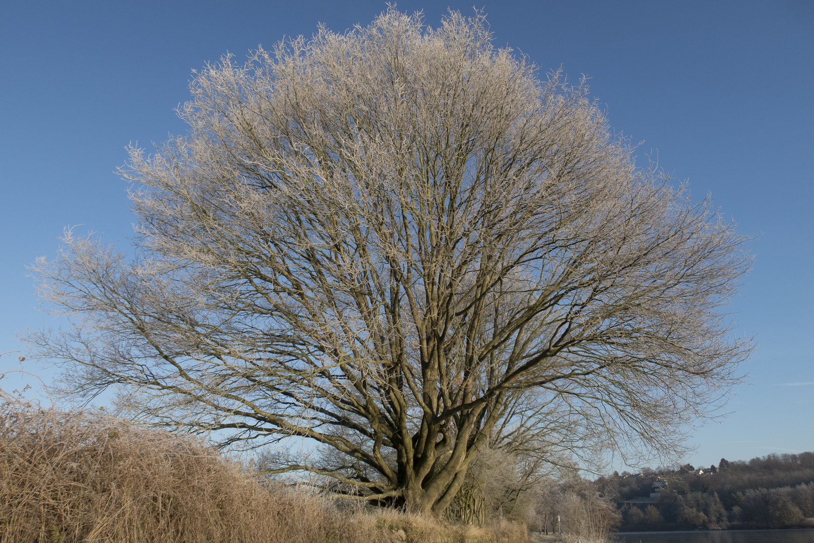 Baum zufrieden mit Standort: "Klar, könnt immer besser sein aber im Grunde geht's mir doch gut!"