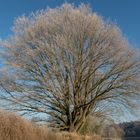 Baum zufrieden mit Standort: "Klar, könnt immer besser sein aber im Grunde geht's mir doch gut!"