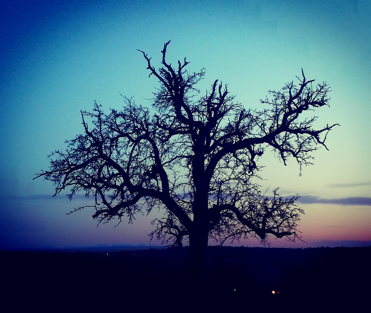 Baum zur blauen Stunde