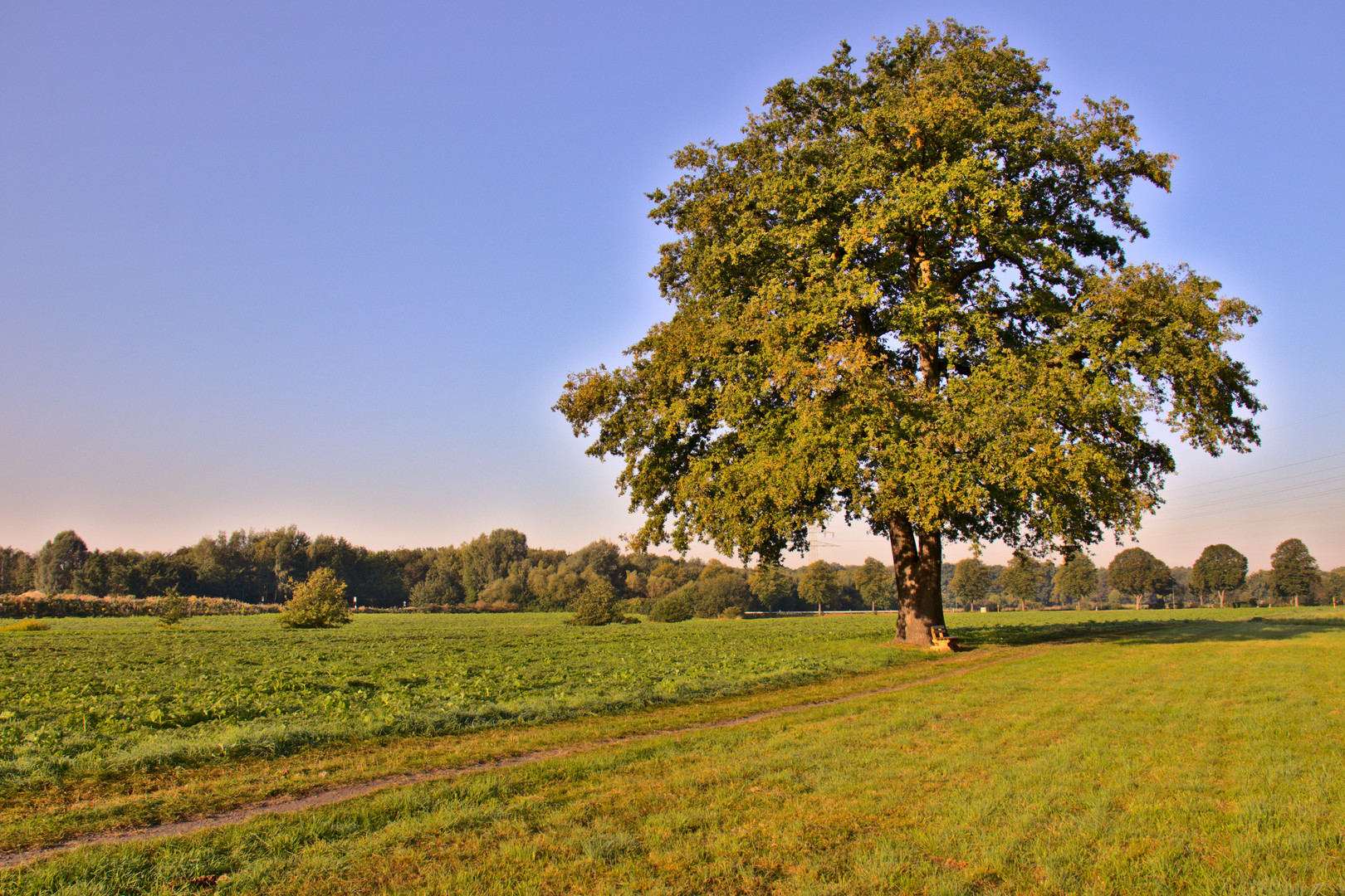 Baum zur goldenen Stunde