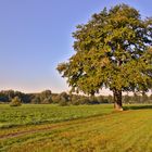 Baum zur goldenen Stunde