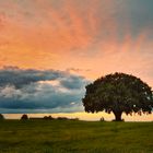 Baum zur „Goldenen Stunde“