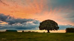 Baum zur „Goldenen Stunde“