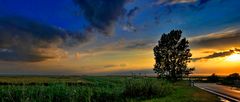 baum zwischen bodden und strasse