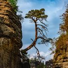 Baum zwischen Felsbrocken